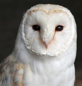 british barn owl e1454515906776 284x300 - Screech Owl Sanctuary