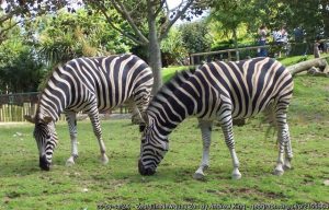 geograph 2155964 by Andrew King 300x192 - Newquay Zoo