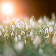 close up photo of a bed of white flowers 953241 180x180 - Welcoming in the New Year the Cornish way