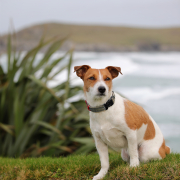 Dog On Garden Wall at Crantock Bay Apartments 180x180 - August Special Offer