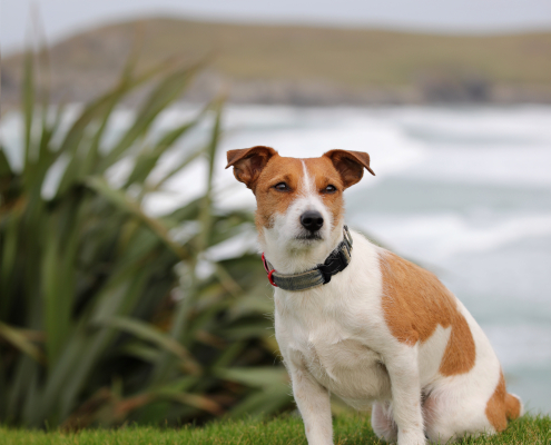 Dog On Garden Wall at Crantock Bay Apartments 495x400 - Booking Terms & Conditions