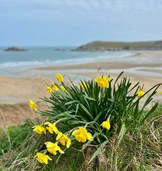 IMG 9064 568x600 - Things to Do in Crantock This Spring: A Coastal Escape for Mind and Body