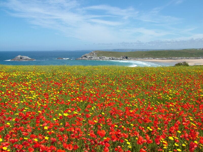 Crantock Holiday Guide: Everything First-Time Visitors Need to Know | Crantock Bay 2005 06 20 12.21.46 800x600 - Crantock Holiday Guide: Everything First-Time Visitors Need to Know | Crantock Bay